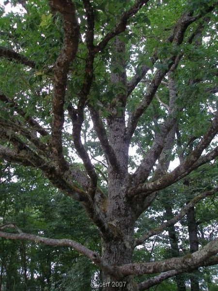 2007 05 Séjour en Brenne 032